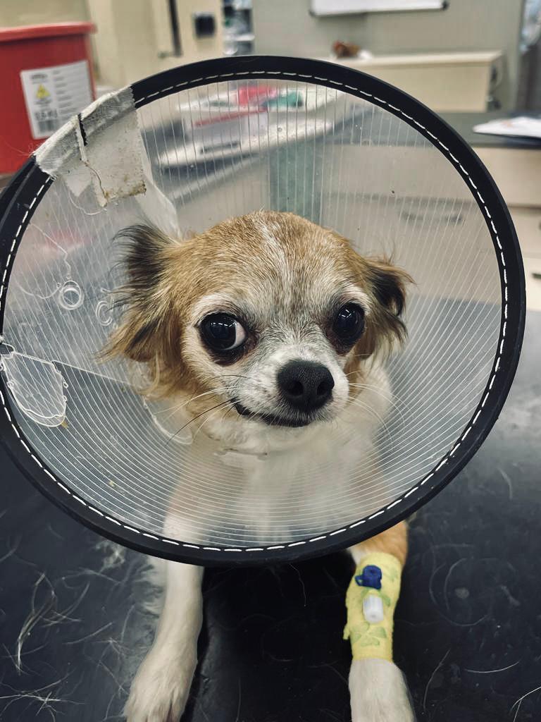 lili (6).jpeg